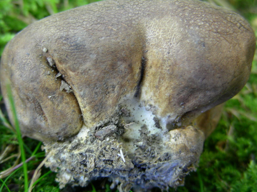 Scleroderma da determinare
